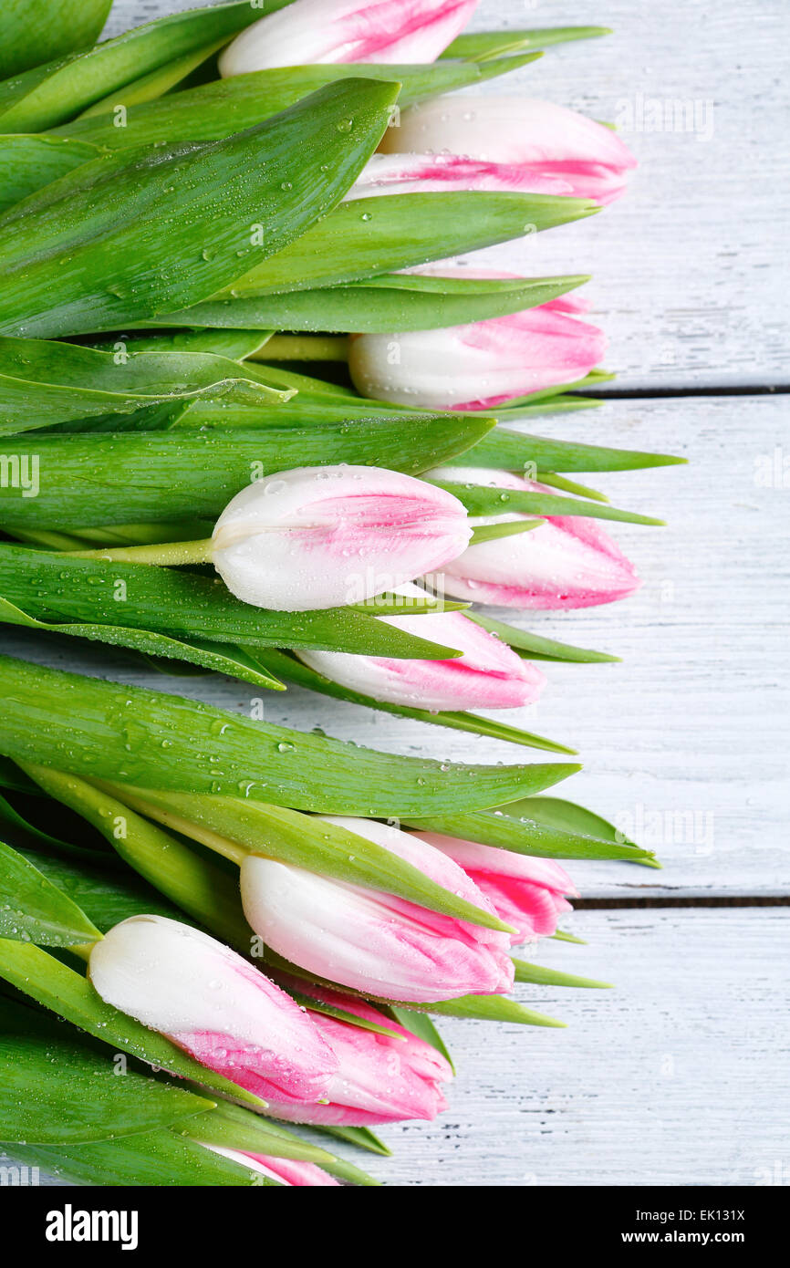 Hintergrund mit rosa Tulpen, Blumen Stockfoto