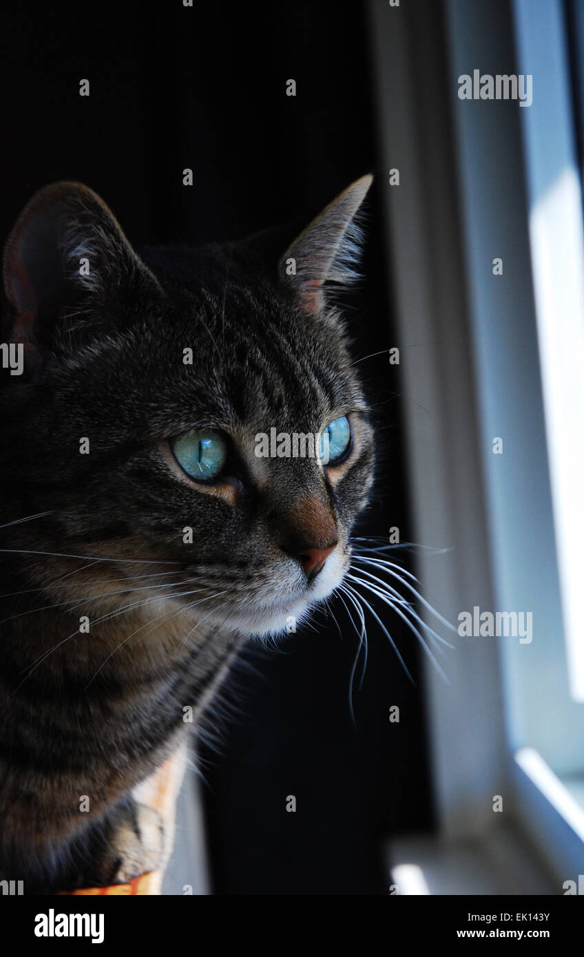 Grüne Augen Tabby Blick aus Fenster. Stockfoto