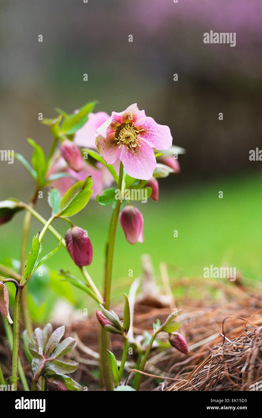 Winter-Rose rosa Nieswurz Stockfoto