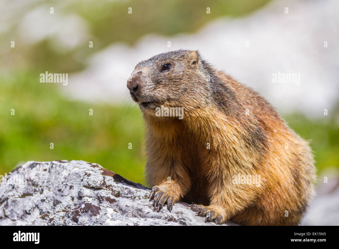 Alpen-Murmeltier (Marmota Marmota) auf Felsen Stockfoto