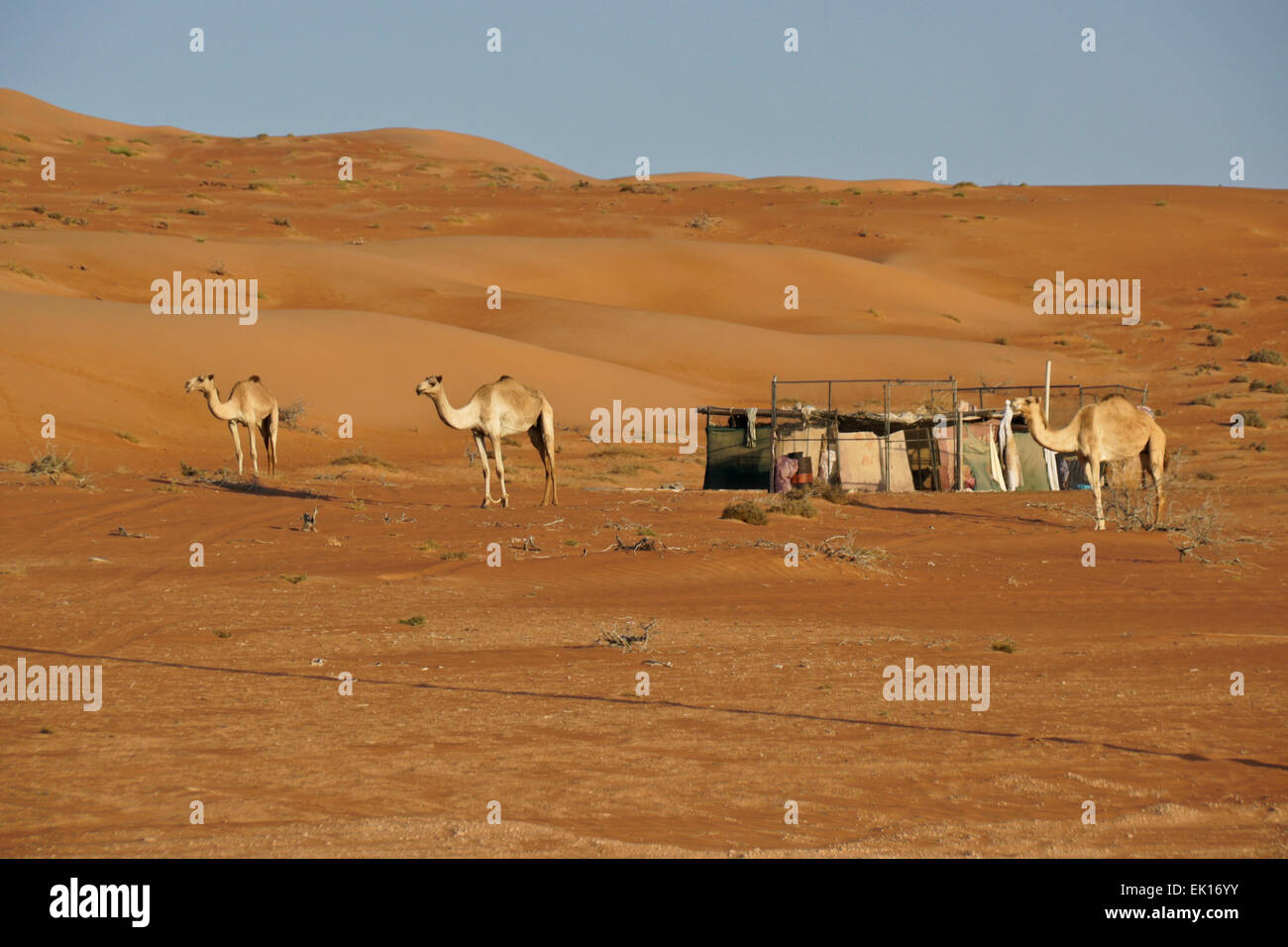 Beduinen (Beduinen) Kamele und Lager im Wahiba Sands (Sharqiya Sands), Oman Stockfoto
