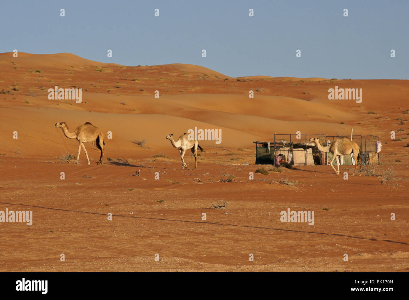 Beduinen (Beduinen) Kamele und Lager im Wahiba Sands (Sharqiya Sands), Oman Stockfoto