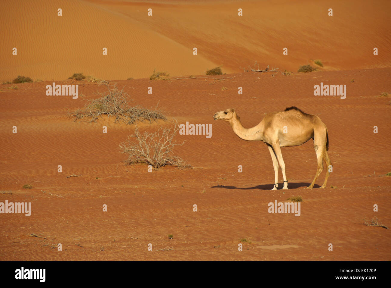 Beduinen (Beduinen) Kamel im Wahiba Sands (Sharqiya Sands), Oman Stockfoto