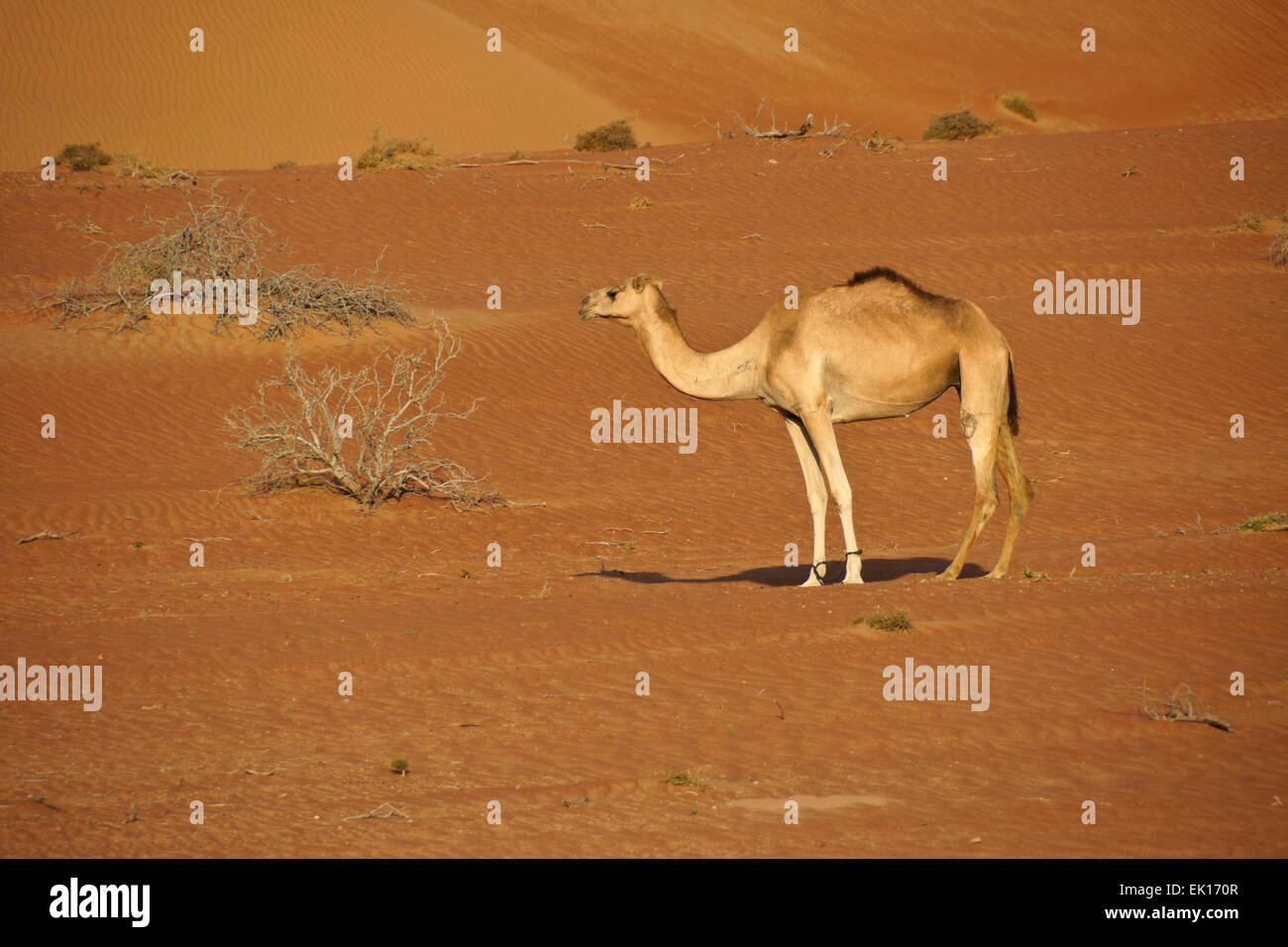 Beduinen (Beduinen) Kamel im Wahiba Sands (Sharqiya Sands), Oman Stockfoto