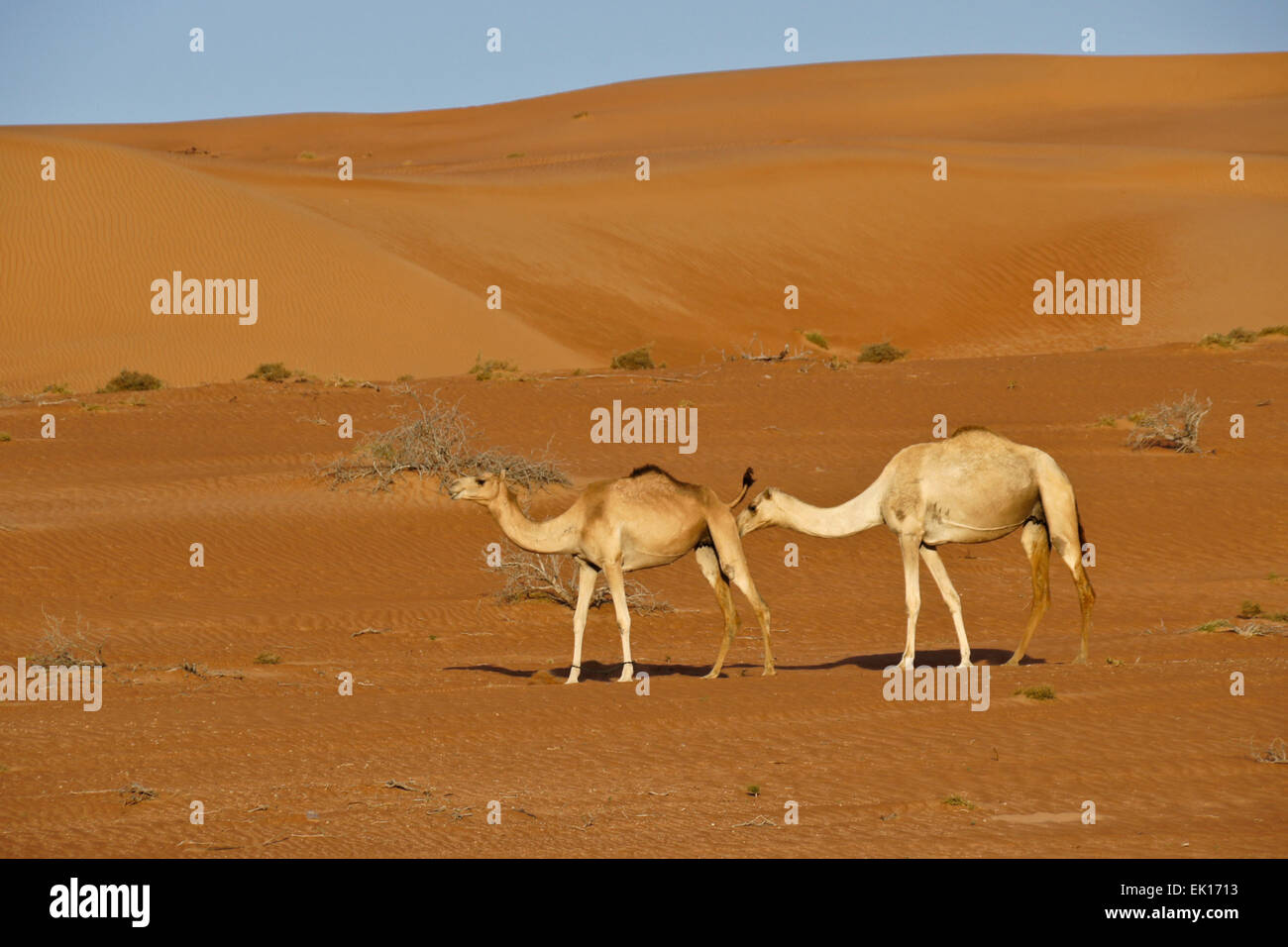 Beduinen (Beduinen) Kamele (weibliche und männliche) im Wahiba Sands (Sharqiya Sands), Oman Stockfoto