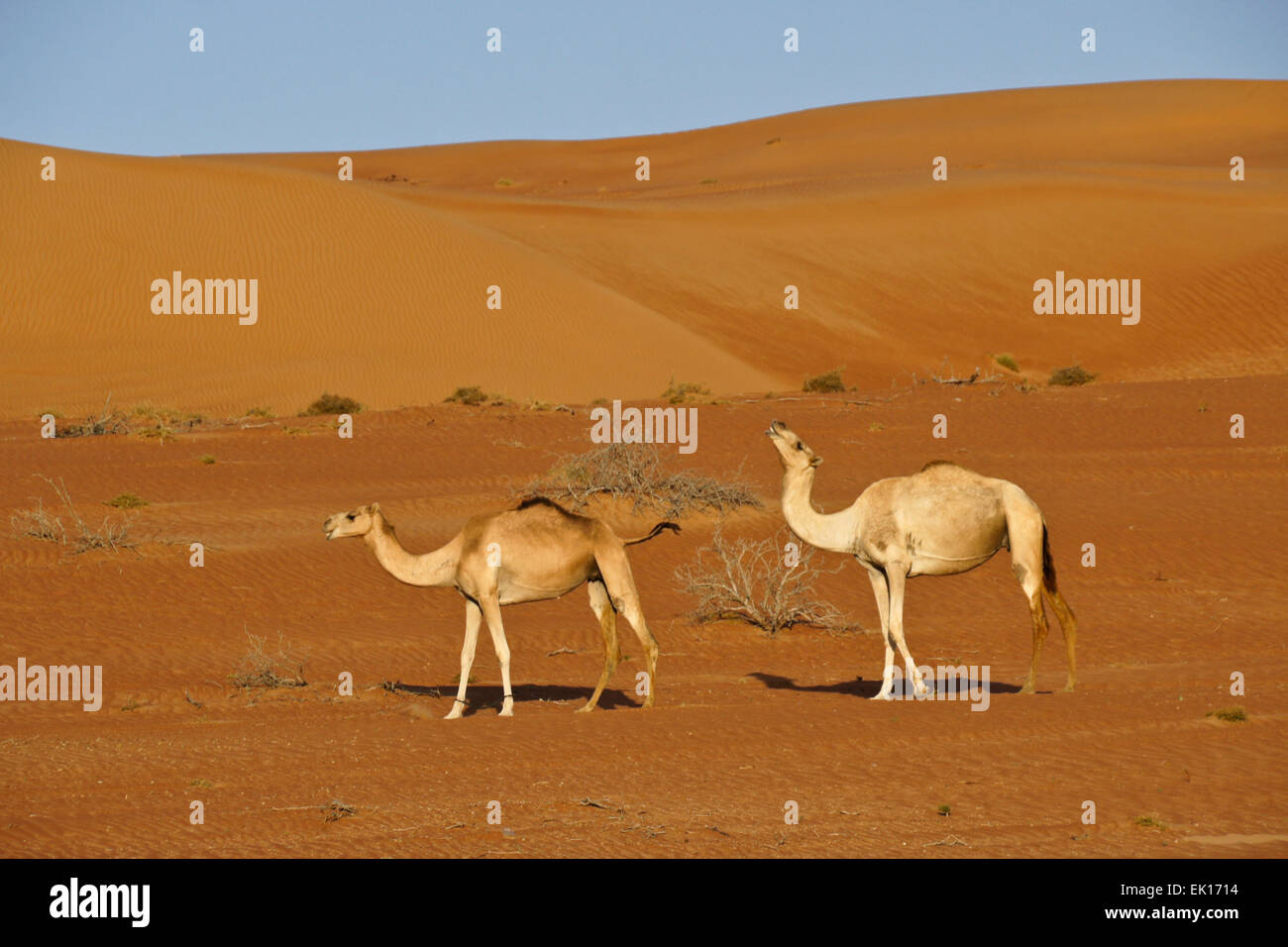 Beduinen (Beduinen) Kamele (weibliche und männliche) im Wahiba Sands (Sharqiya Sands), Oman Stockfoto