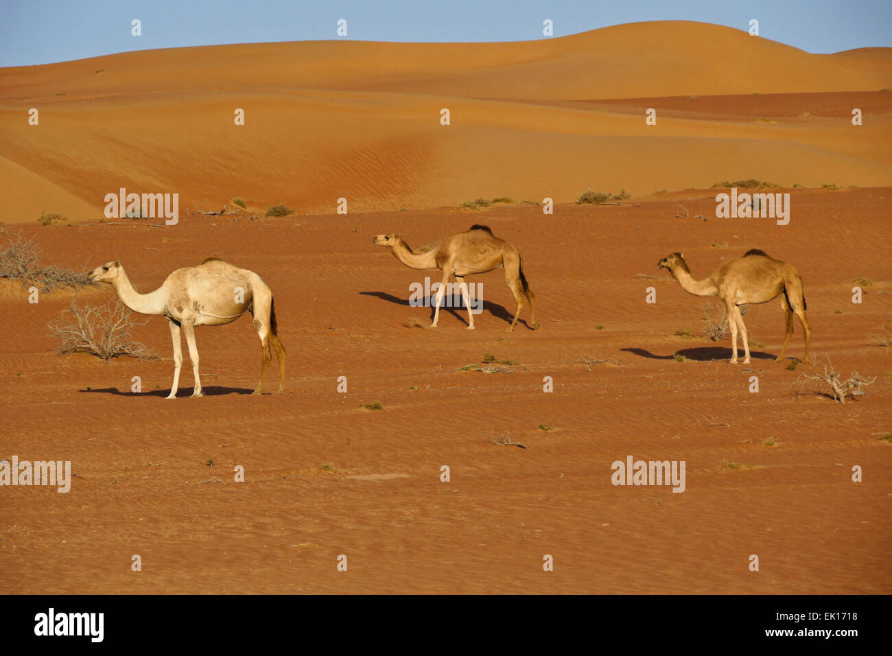 Beduinen (Beduinen) Kamele im Wahiba Sands (Sharqiya Sands), Oman Stockfoto