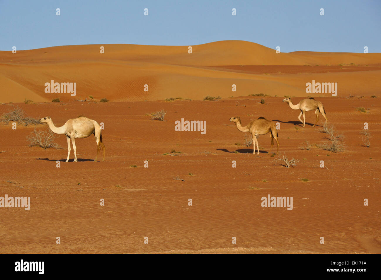 Beduinen (Beduinen) Kamele im Wahiba Sands (Sharqiya Sands), Oman Stockfoto