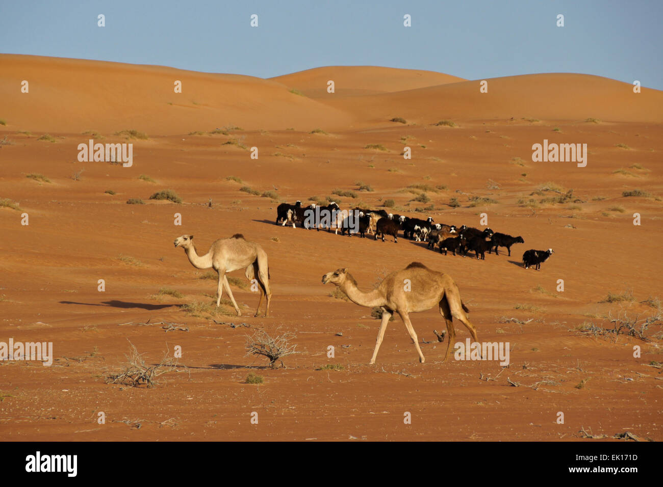 Beduinen (Beduinen) Kamele und Ziegen im Wahiba Sands (Sharqiya Sands), Oman Stockfoto