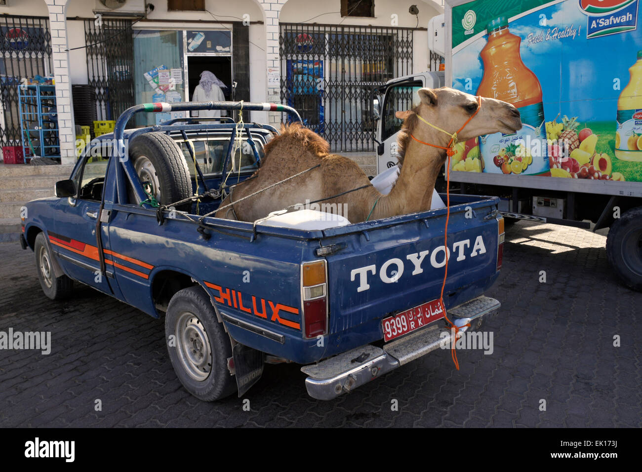 Kamel im Pickup-Truck vor Geschäften, Sinaw, Oman Stockfoto