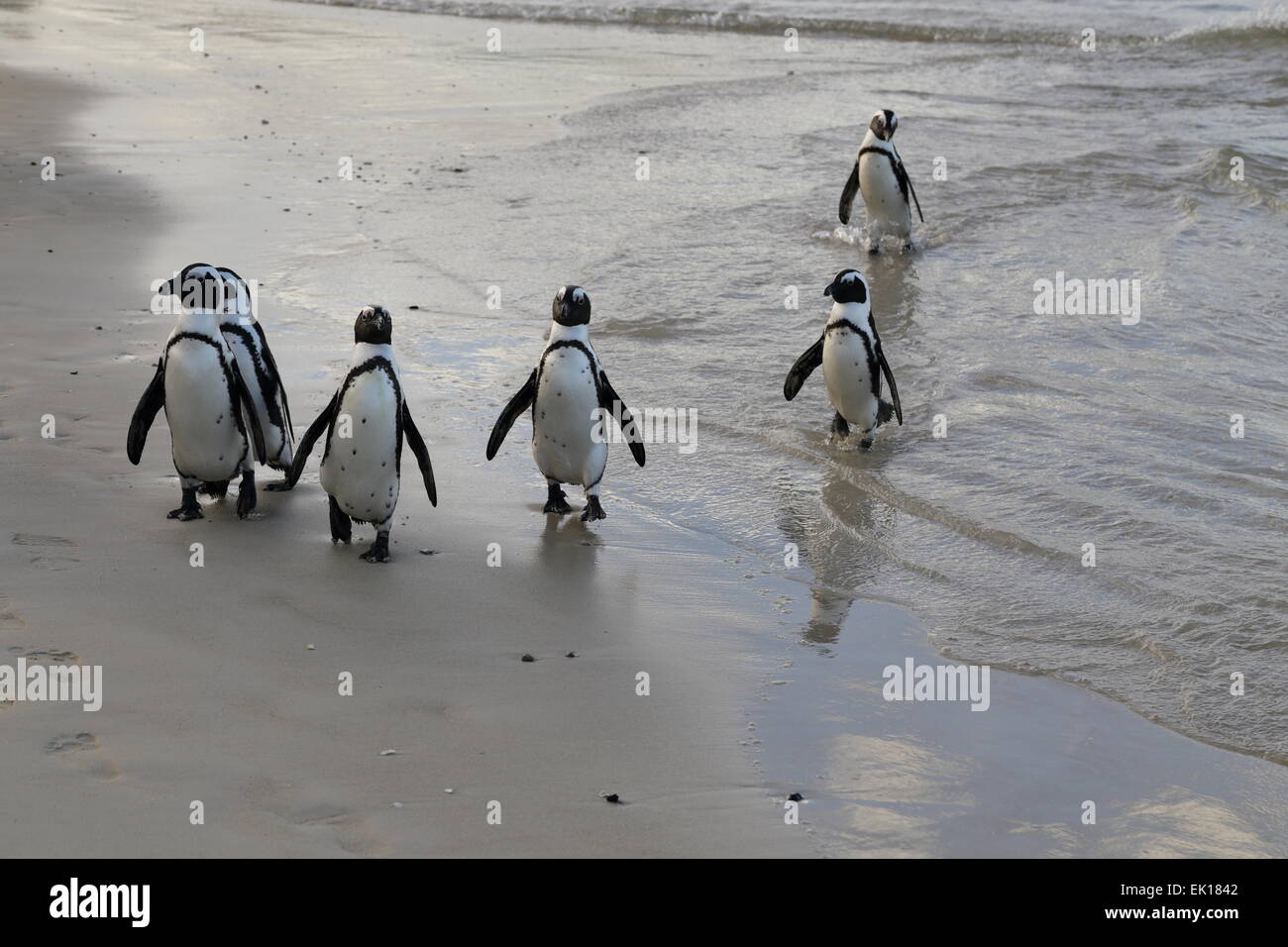 Sechs Jackass Pinguine verlassen das Meer bei Felsbrocken, Simons Town Stockfoto