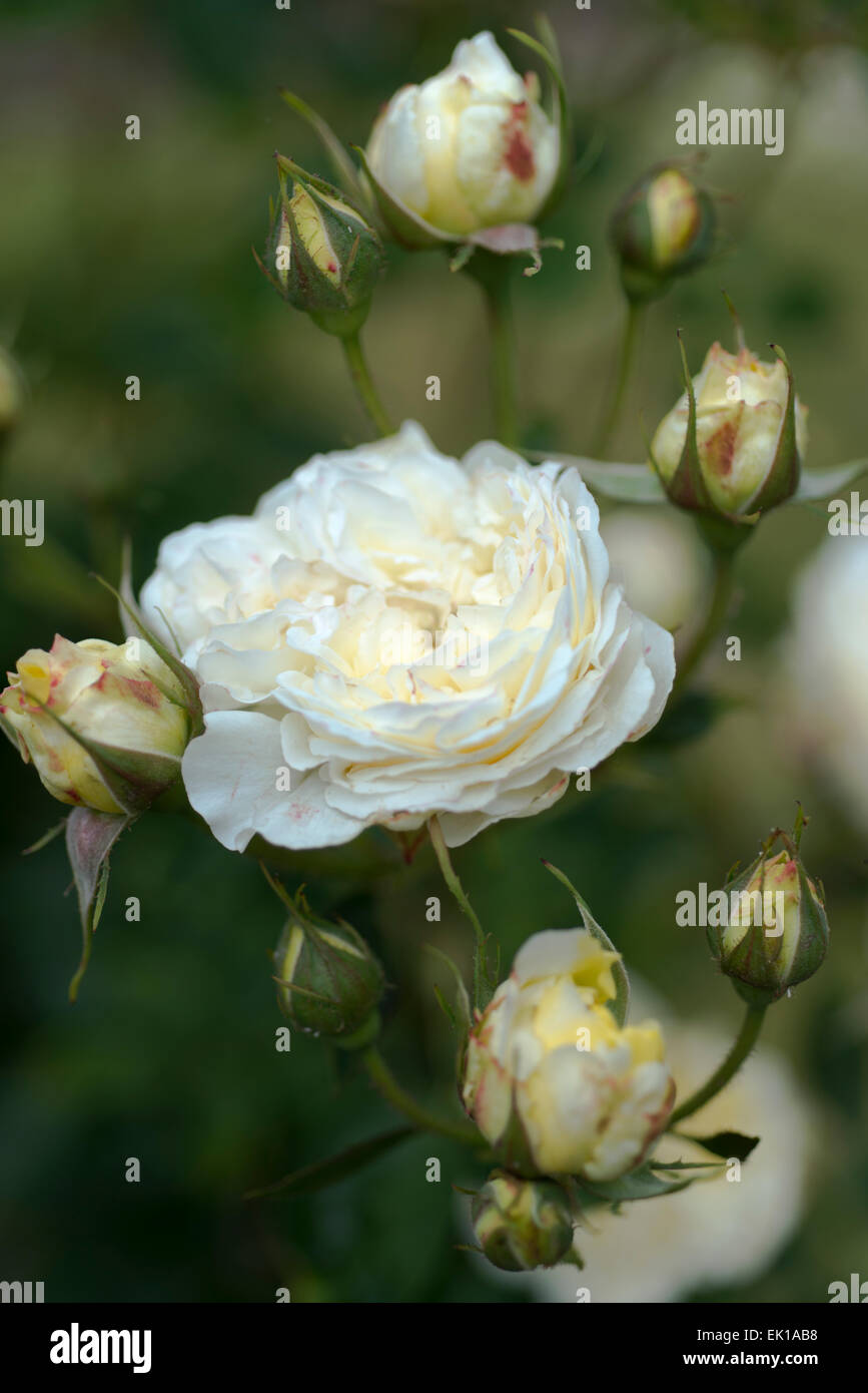 David Austin English rose Molineaux Stockfoto