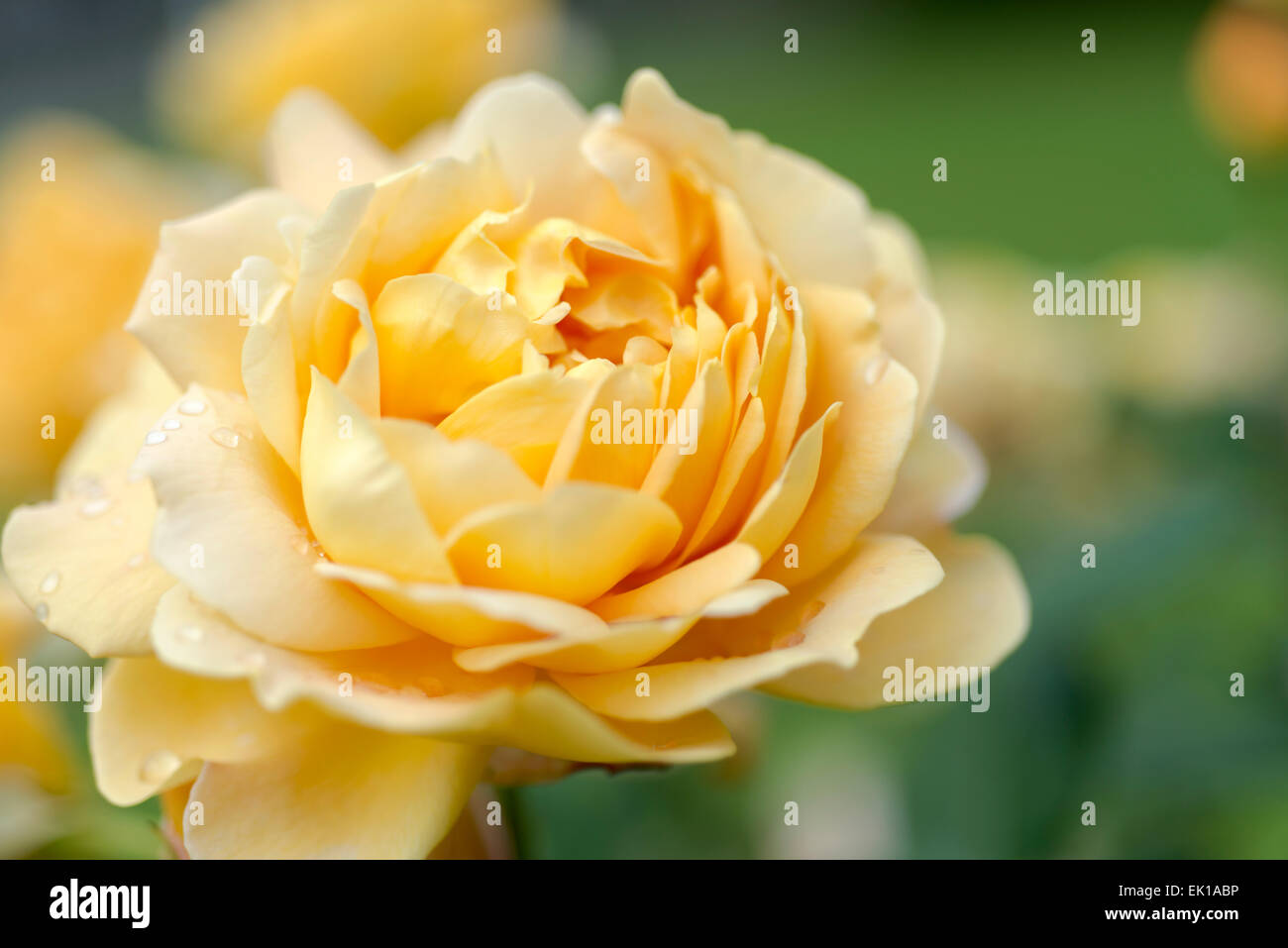 David Austin English rose Golden Celebration Stockfoto