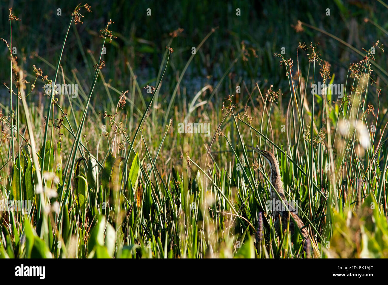 Amerikanische Rohrdommel versteckt im Sumpf - Green Cay Feuchtgebiete - Boynton Beach, Florida USA Stockfoto