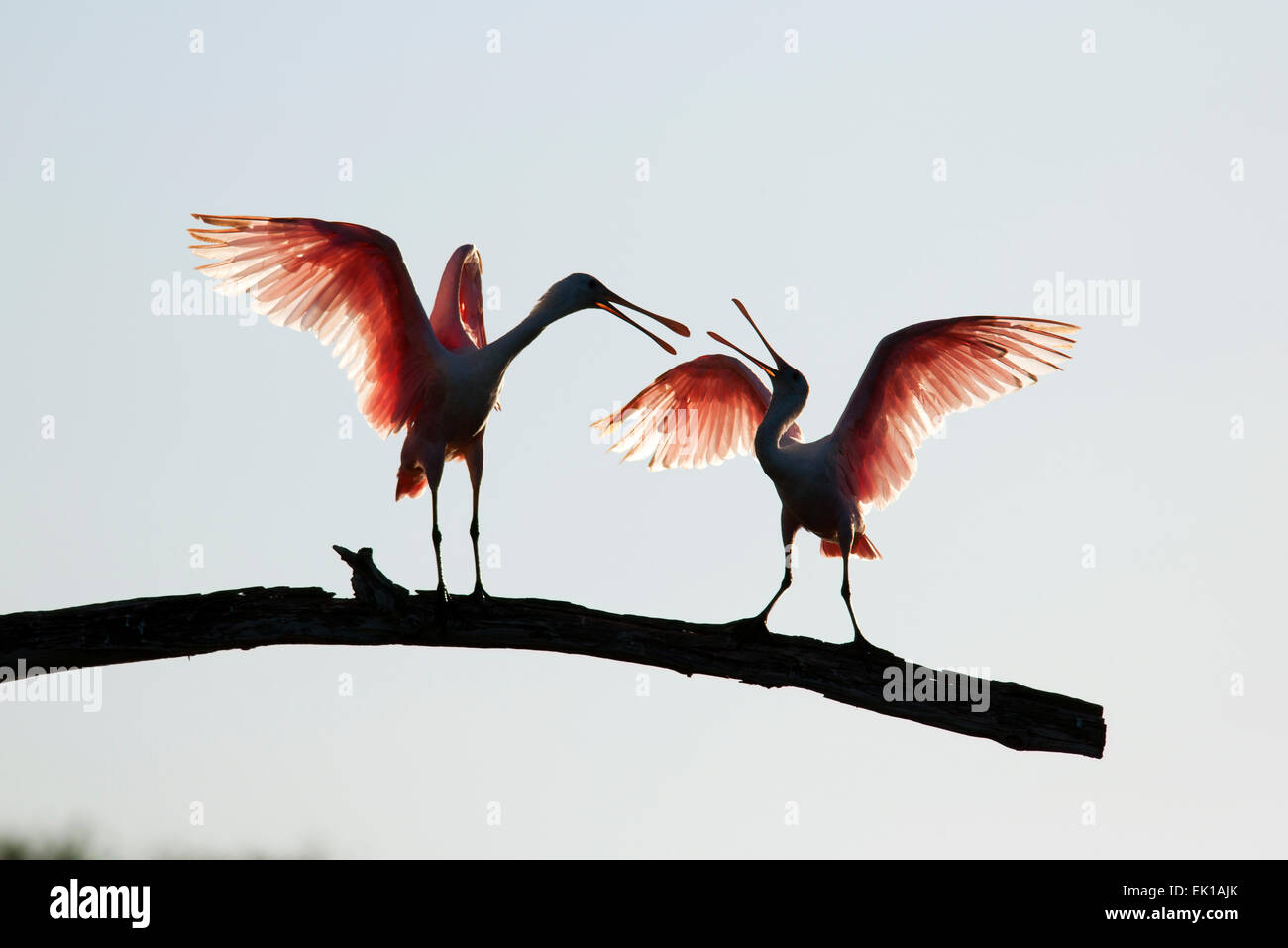 Rosige Löffler (Platalea Ajaja) - Green Cay Feuchtgebiete - Boynton Beach, Florida USA Stockfoto