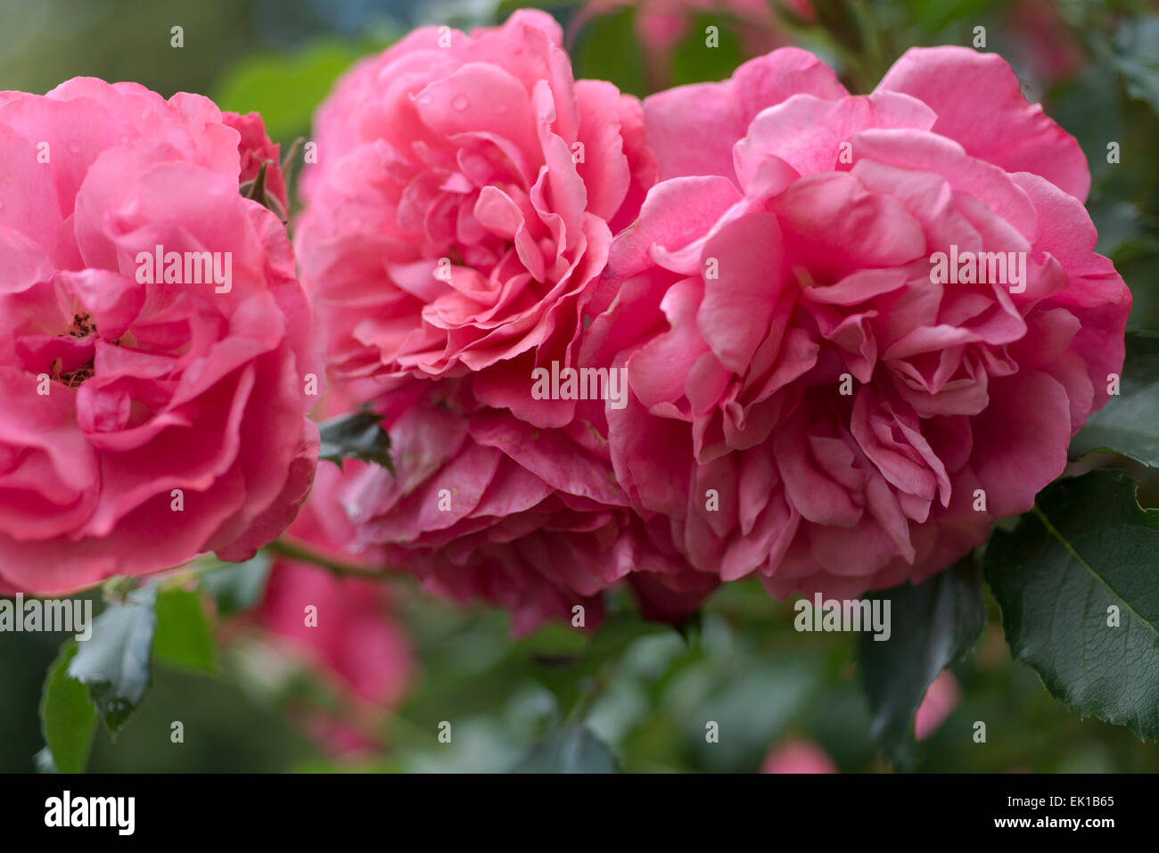 Dunkel rosa Rosarium Uetersen Rose Stockfoto