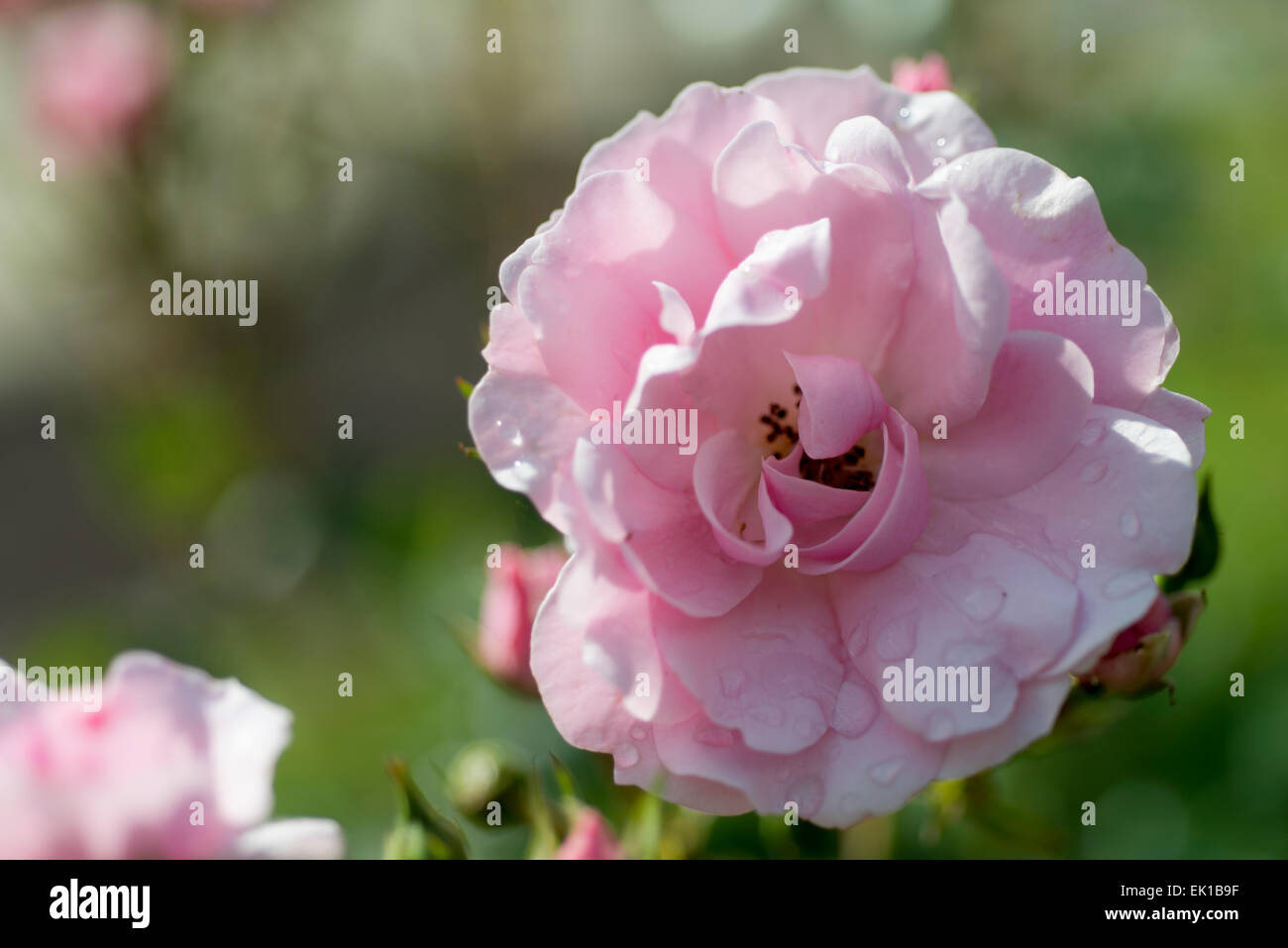 Rosa Rosa Dame der Morgendämmerung Stockfoto