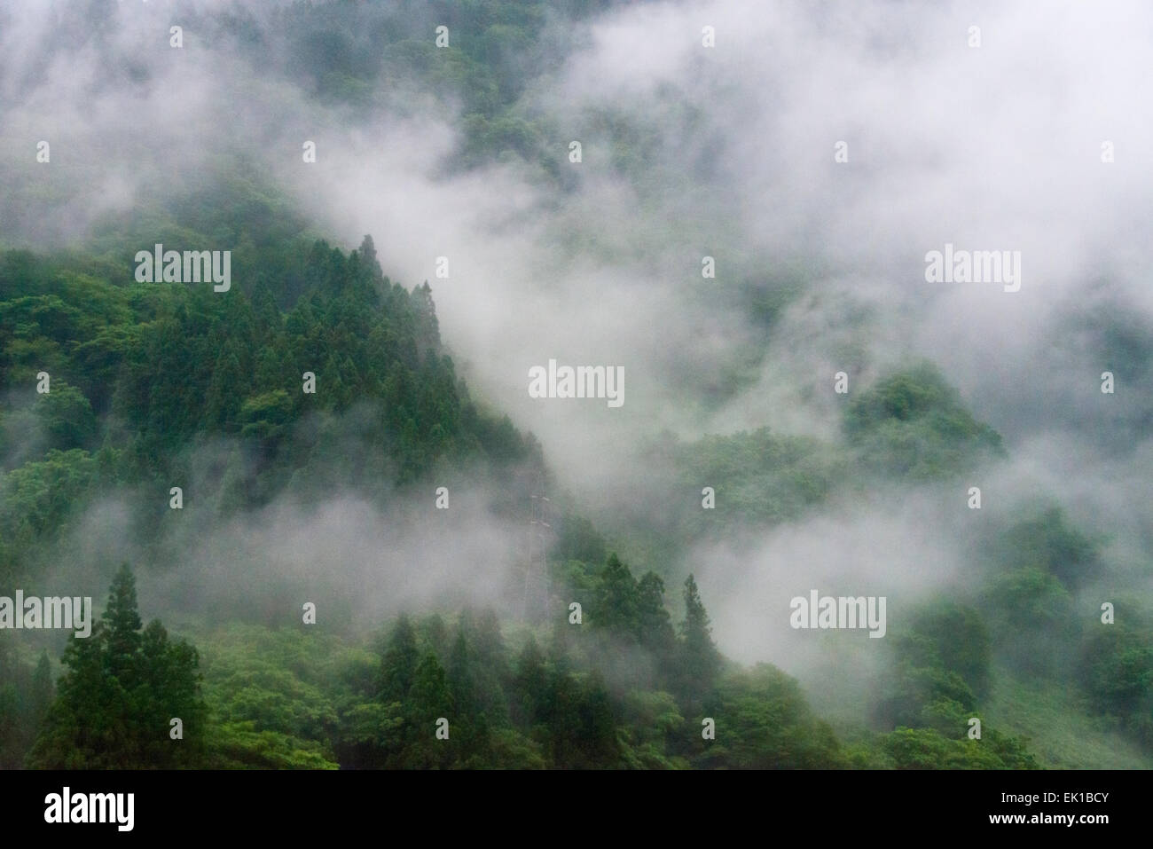 Bergwald im Morgennebel, Shirakawa-Go, Präfektur Gifu, Japan Stockfoto