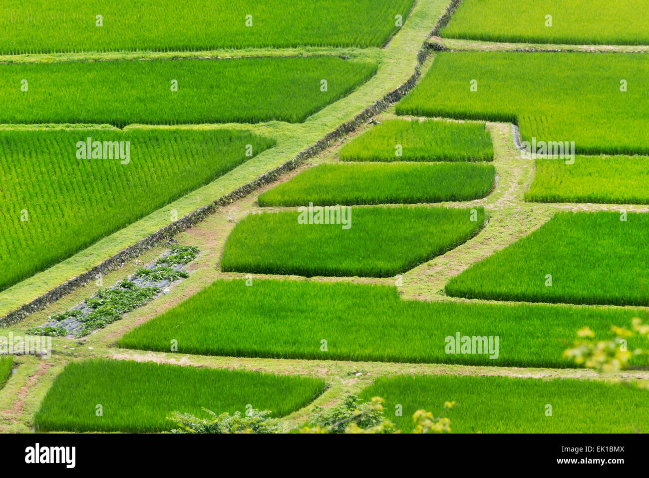 Reisfelder in den Bergen, Shirakawa-Go, Präfektur Gifu, Japan Stockfoto