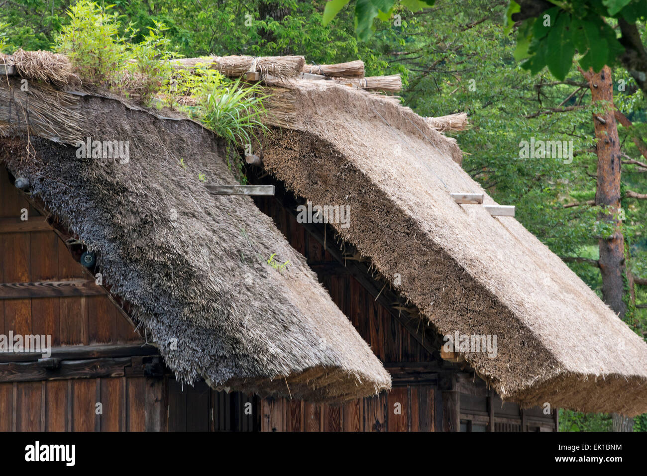 Gassho-Zukuri Häuser in den Bergen, Shirakawa-Go, Gifu Präfektur, Japan Stockfoto
