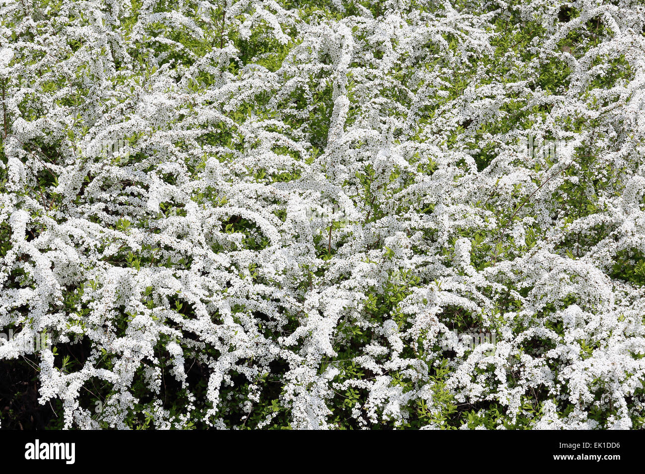 Grüner strauch mit weißen blumen Fotos und Bildmaterial in hoher