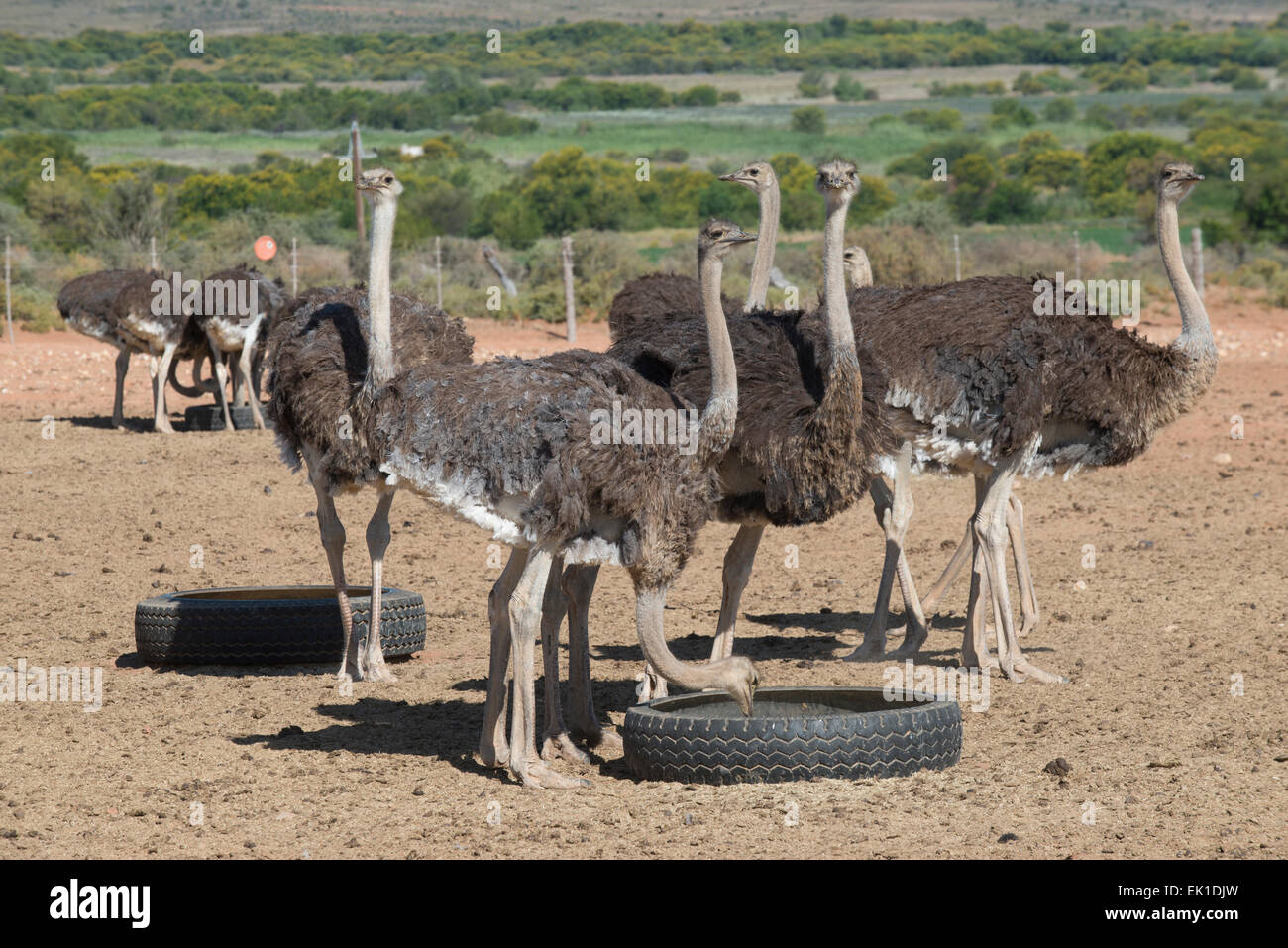 Strauße (Struthio Camelus) Fütterung, gezüchtet für ihr Fleisch und Federn auf einer kommerziellen Farm in Oudtshoorn, Western Cape, South Stockfoto