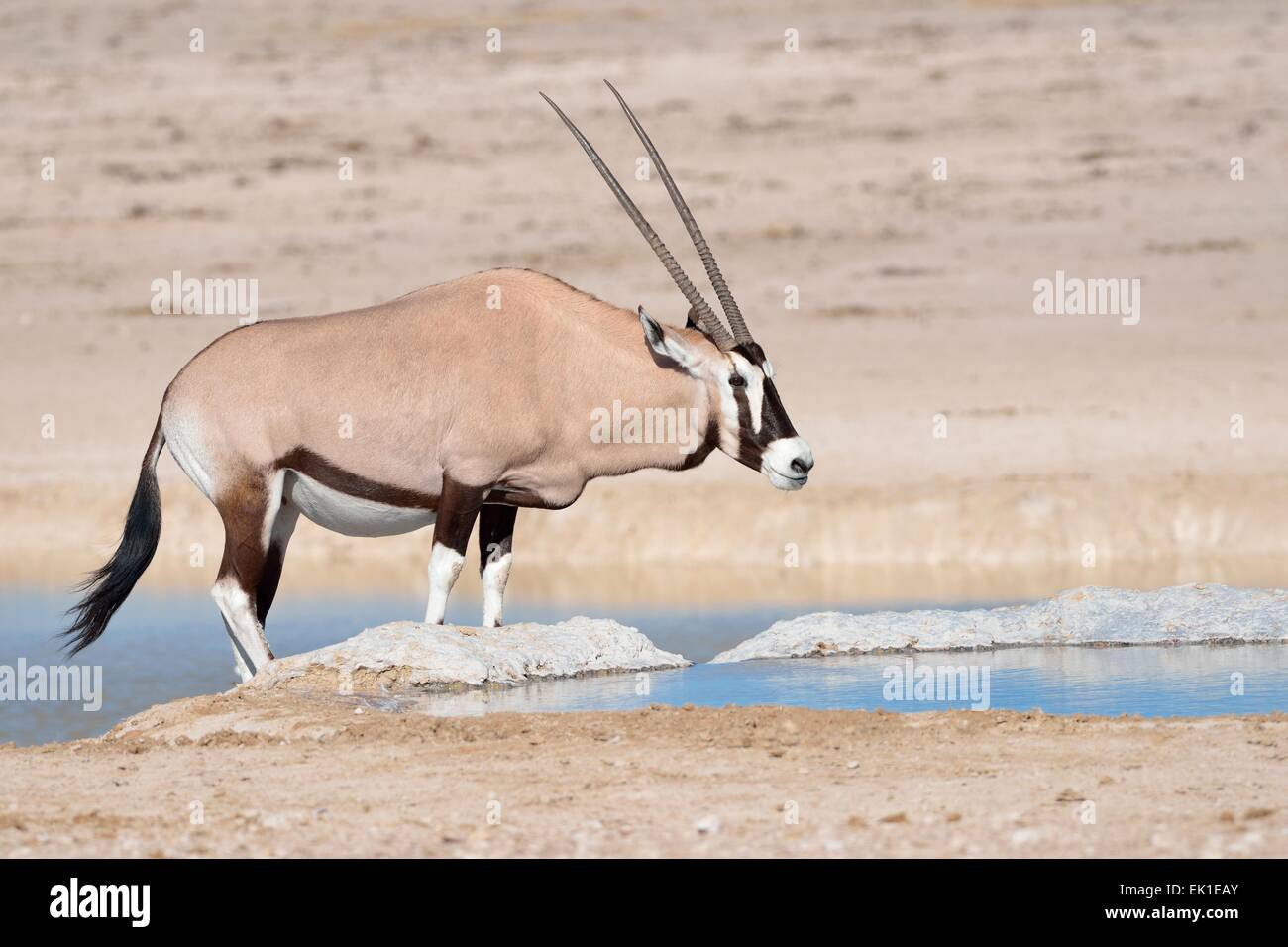 Oryx (Oryx Gazella), erwachsenes Weibchen trinken an einem Wasserloch, Etosha Nationalpark, Namibia, Afrika Stockfoto