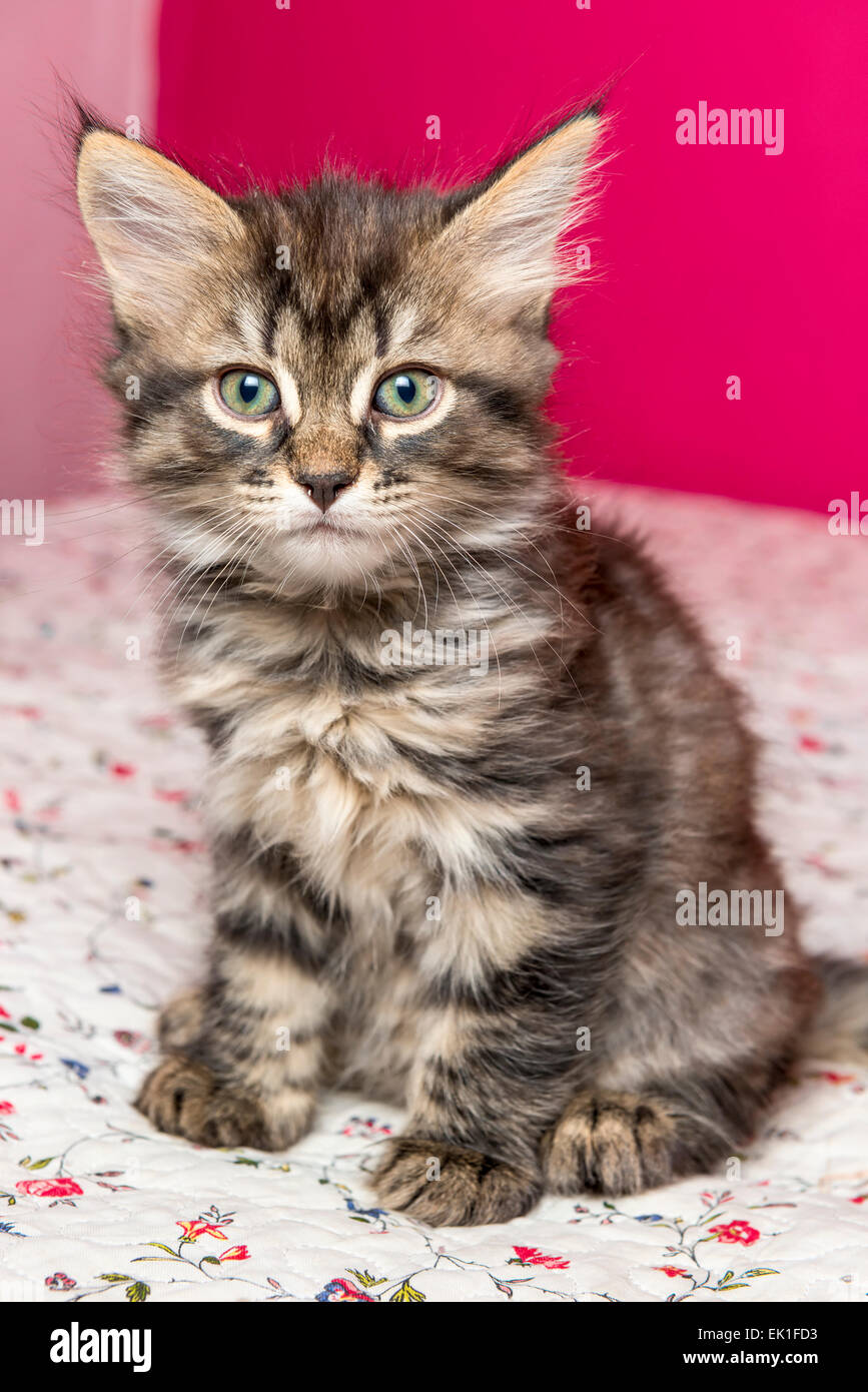 kleine flauschige Katze sitzt auf einem Bett. Sibirische Rasse Stockfoto