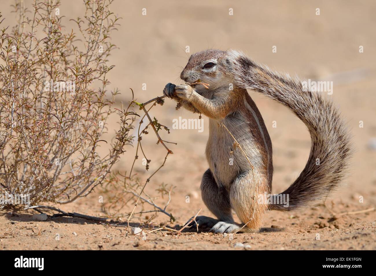 Kap-Borstenhörnchen (Xerus Inauris), junger Mann, Fütterung, Kgalagadi Transfrontier Park, Northern Cape, Südafrika, Afrika Stockfoto