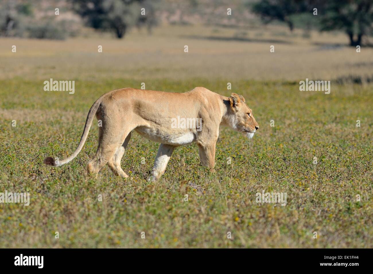 Löwin (Panthera Leo), erwachsenes Weibchen, Wandern in den Rasen, Kgalagadi Transfrontier Park, Northern Cape, Südafrika, Afrika Stockfoto