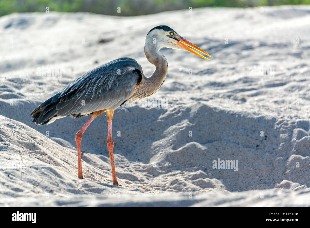 Great Blue Heron an einem Strand auf Santa Cruz auf den Galapagos Inseln Stockfoto