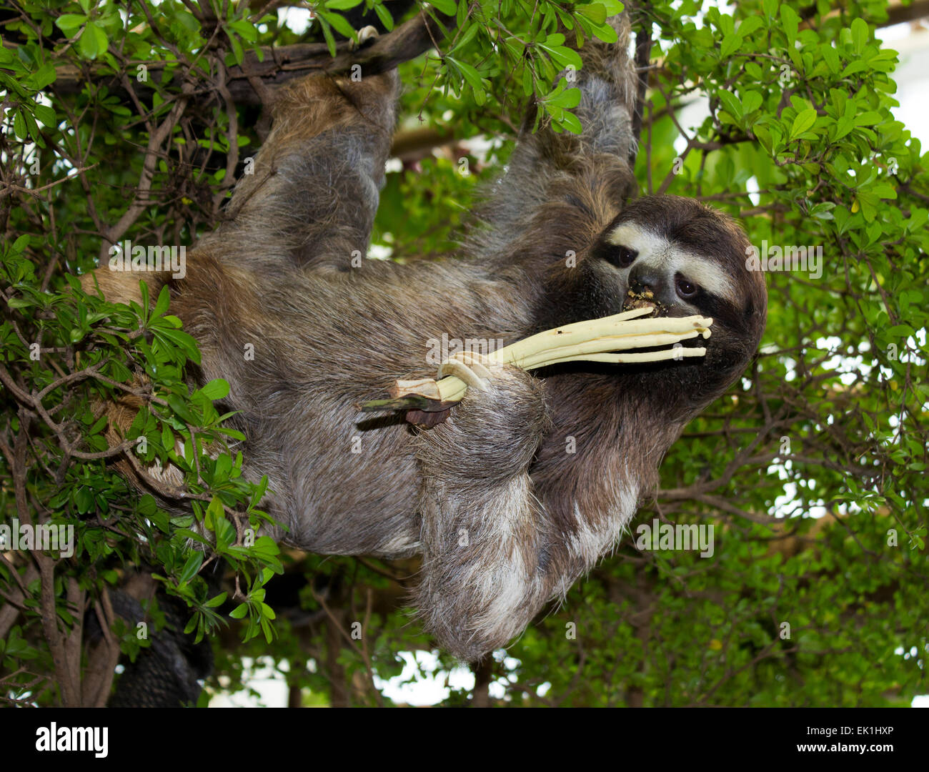 Faultier beim Mittagessen an einem Ast hängen Stockfoto