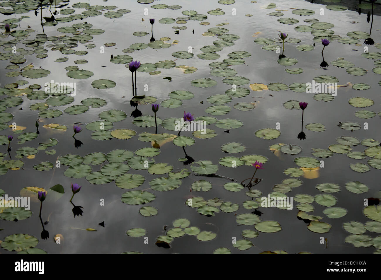 Seerosen Lilie Blumen schweben mit Reflexion in Hong Kong Wetlands Park Stockfoto