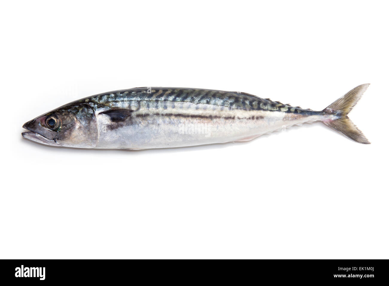 Ganze atlantische Makrele (Scomber scombrus) Fisch isoliert auf einem weißen studio Hintergrund. Stockfoto