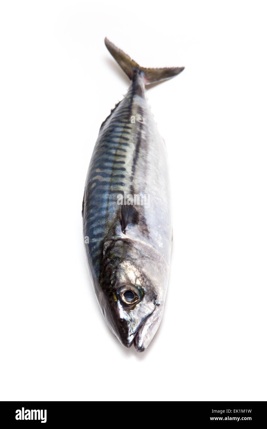 Ganze Makrele (Scomber Scombrus) Fisch isoliert auf einem weißen Studio-Hintergrund. Stockfoto