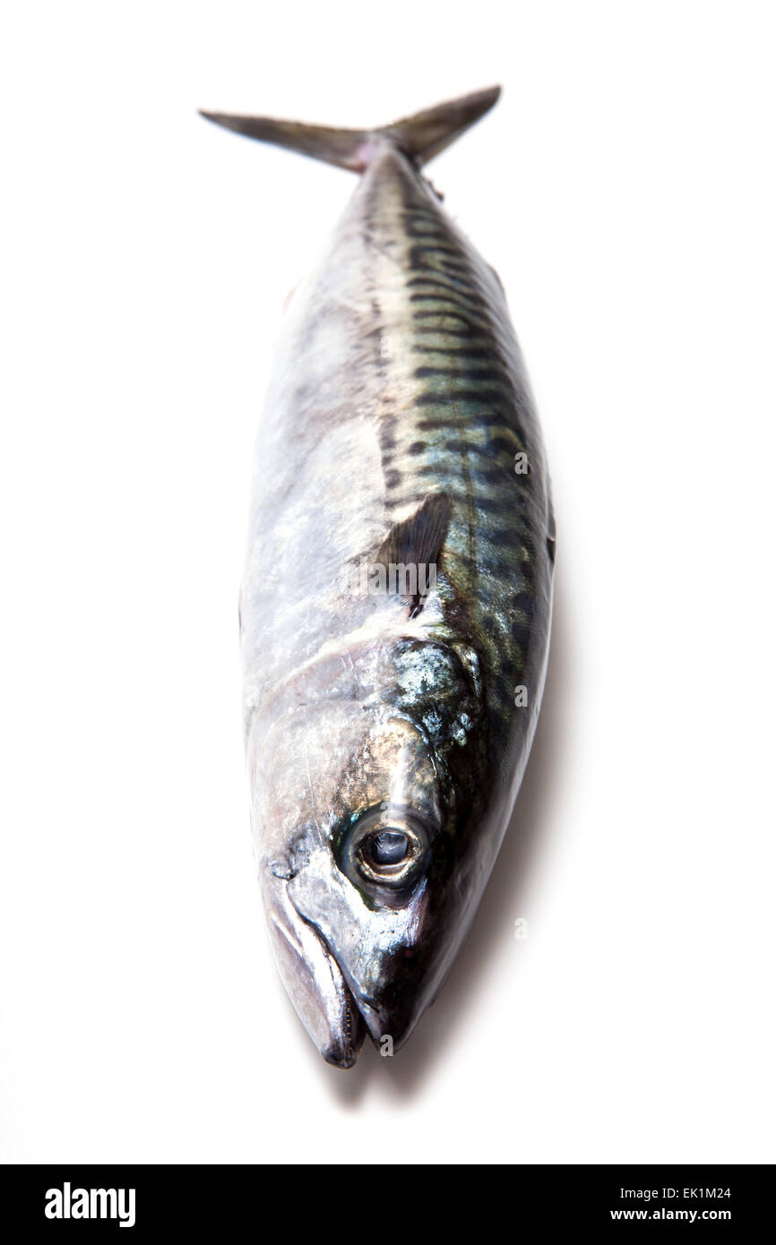 Ganze Makrele (Scomber Scombrus) Fisch isoliert auf einem weißen Studio-Hintergrund. Stockfoto