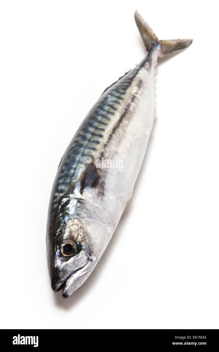 Ganze Makrele (Scomber Scombrus) Fisch isoliert auf einem weißen Studio-Hintergrund. Stockfoto