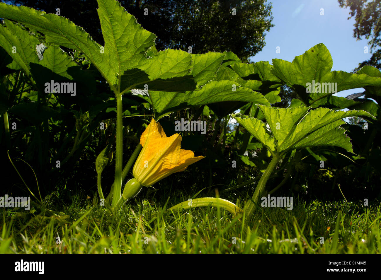 Kürbis-Blume Stockfoto