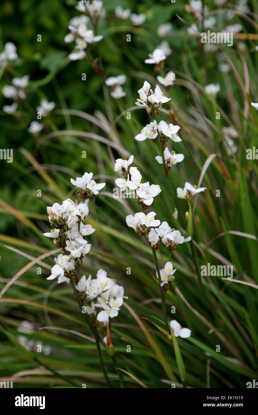 Libertia sp./syn Libertia grandiflora in Blume Stockfoto