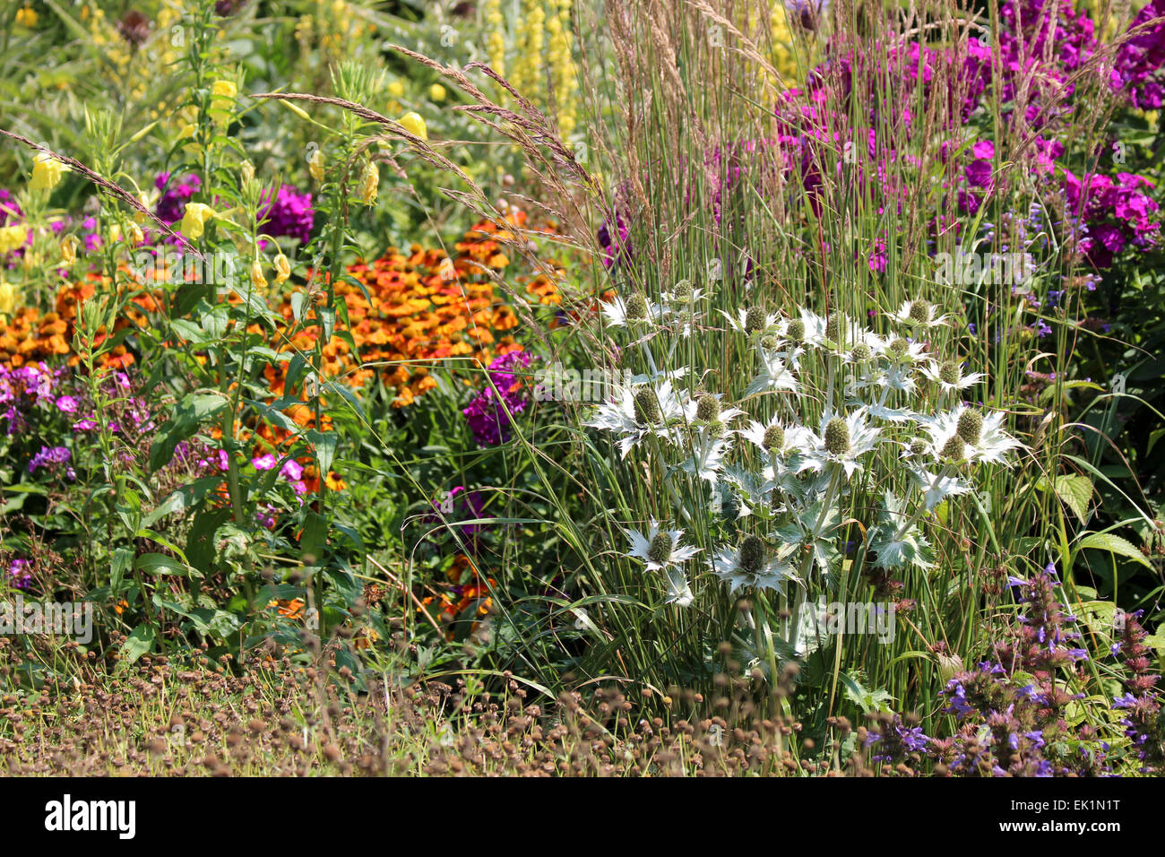 Kombination - trockenen Garten einpflanzen. Eryngium "Silver Ghost", Stipa Gigantea, Nachtkerze, Helenium, Verbascum Stockfoto