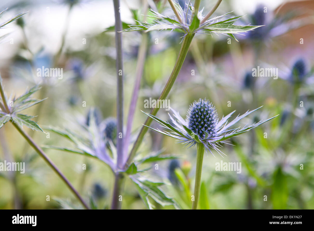 Eryngium × Zabelii 'Jos Eijking' / Meer Holly Stockfoto