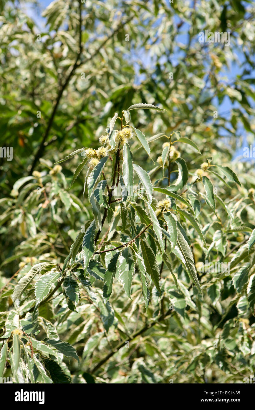Castanea Sativa 'Variegata' Stockfoto