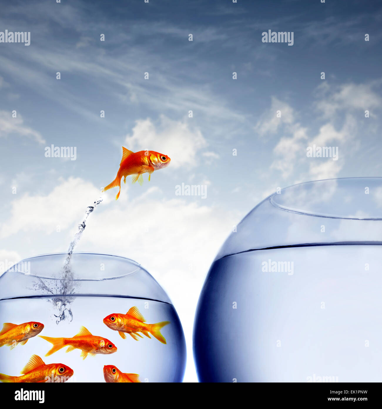 Gold fish jumping out of fish bowl Fotos und Bildmaterial in hoher