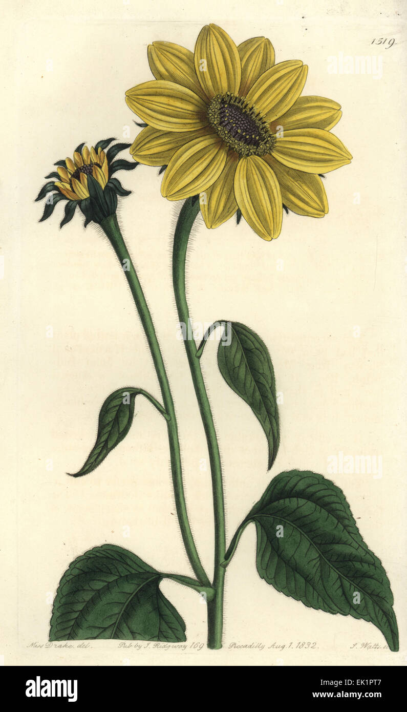 Tithonia Tubaeformis (Trompete-gestielt Sonnenblumen, Helianthus Tubaeformis). Stockfoto