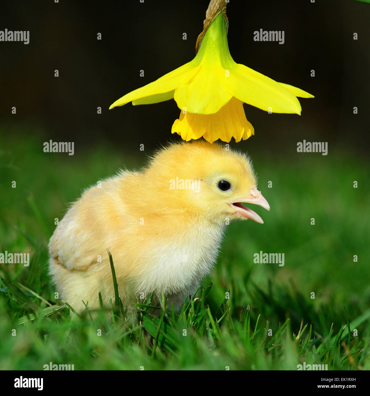 Ostern Motorhaube Erster Ausflug In Die Natur Eines Funfzig