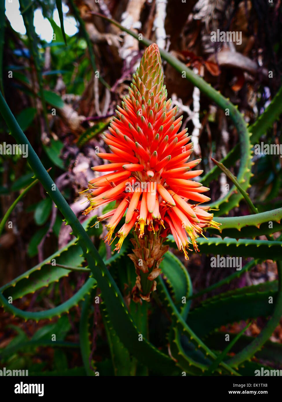 will aloe help eczema Aloe for Eczema, Soothing Spray
