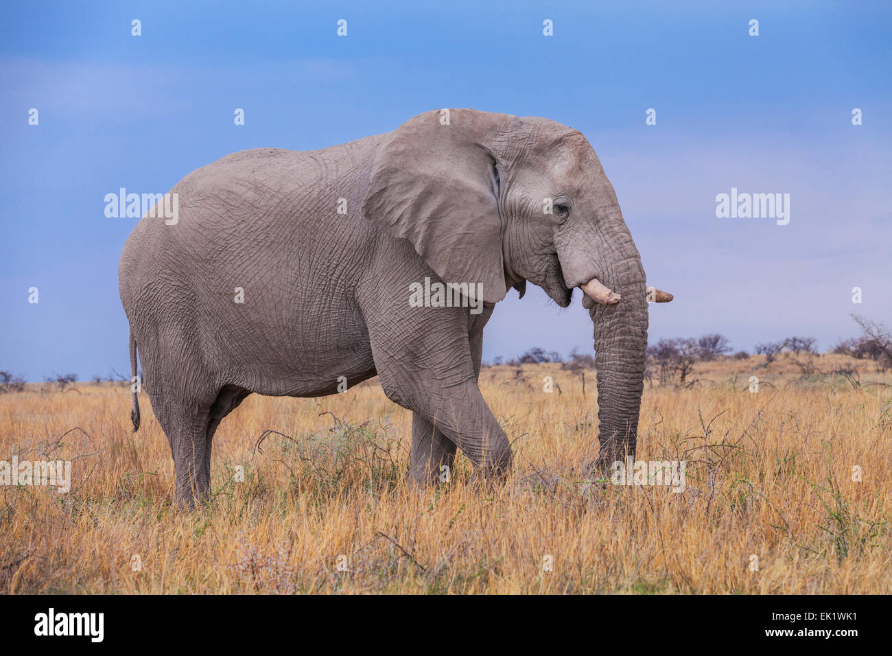 Ein Elefant im Etosha Nationalpark, Namibia. Stockfoto