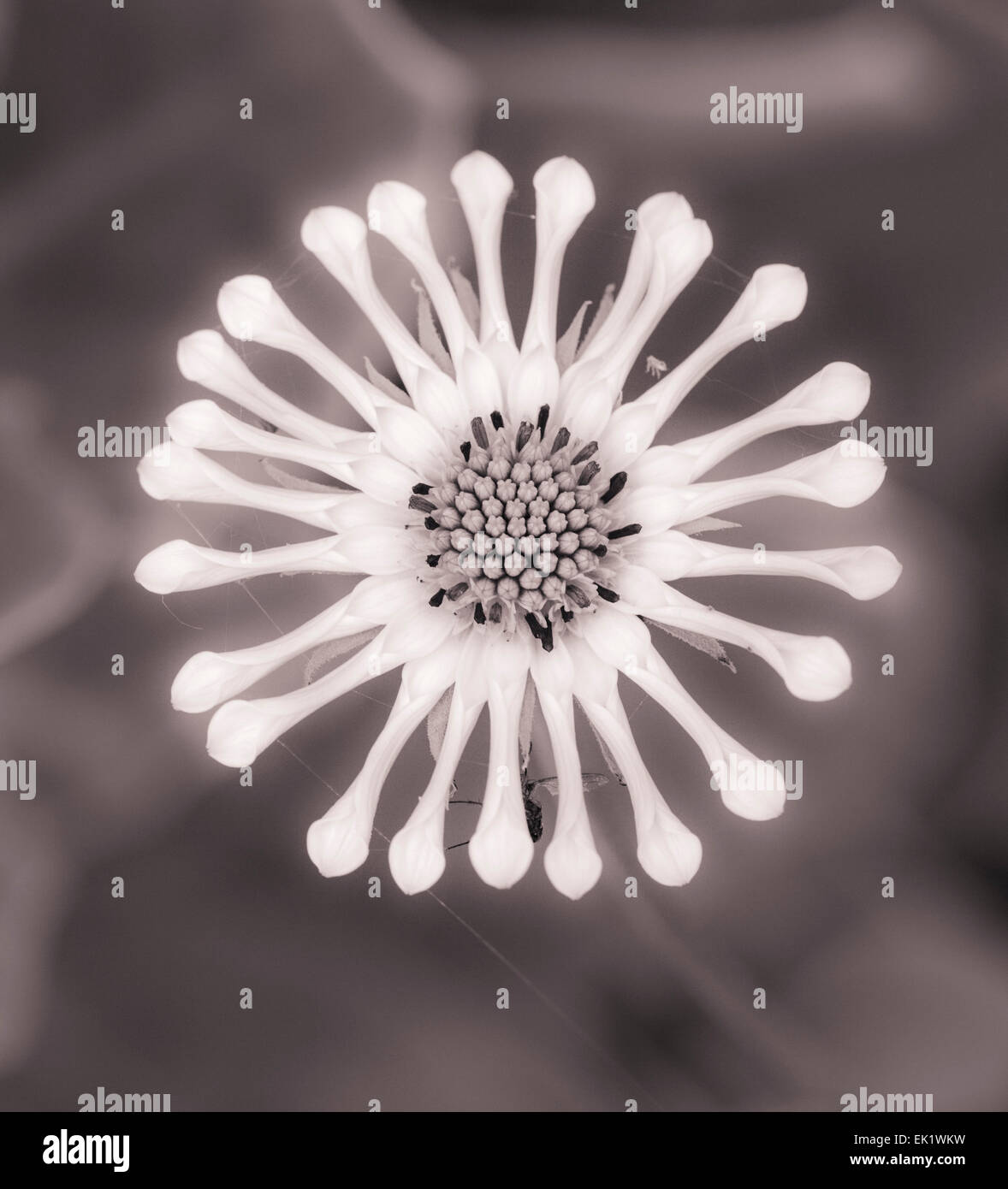 White Oestoespermum Monochrom Stockfoto
