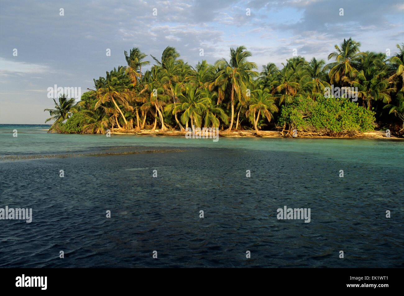 Palmen Sie wedeln weht in der Meeresbrise, Ambergris Caye, San Pedro, Belize. Stockfoto