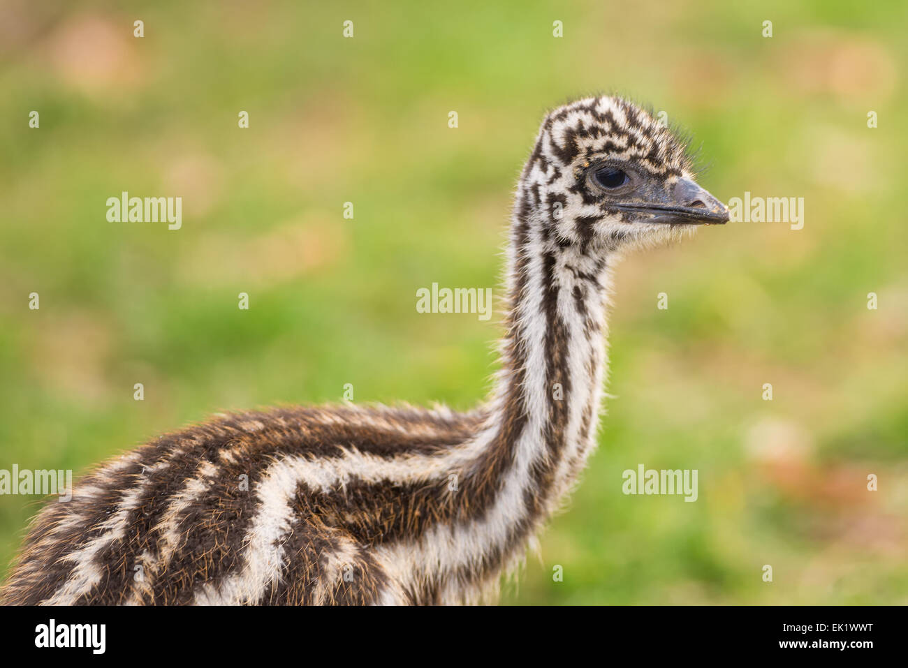 Porträt eines Babys australischen Emu (Dromaius Novaehollandiae) Stockfoto